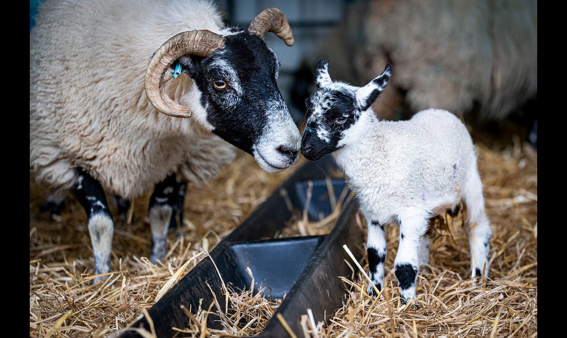 A sheep and lamb graze in a pen