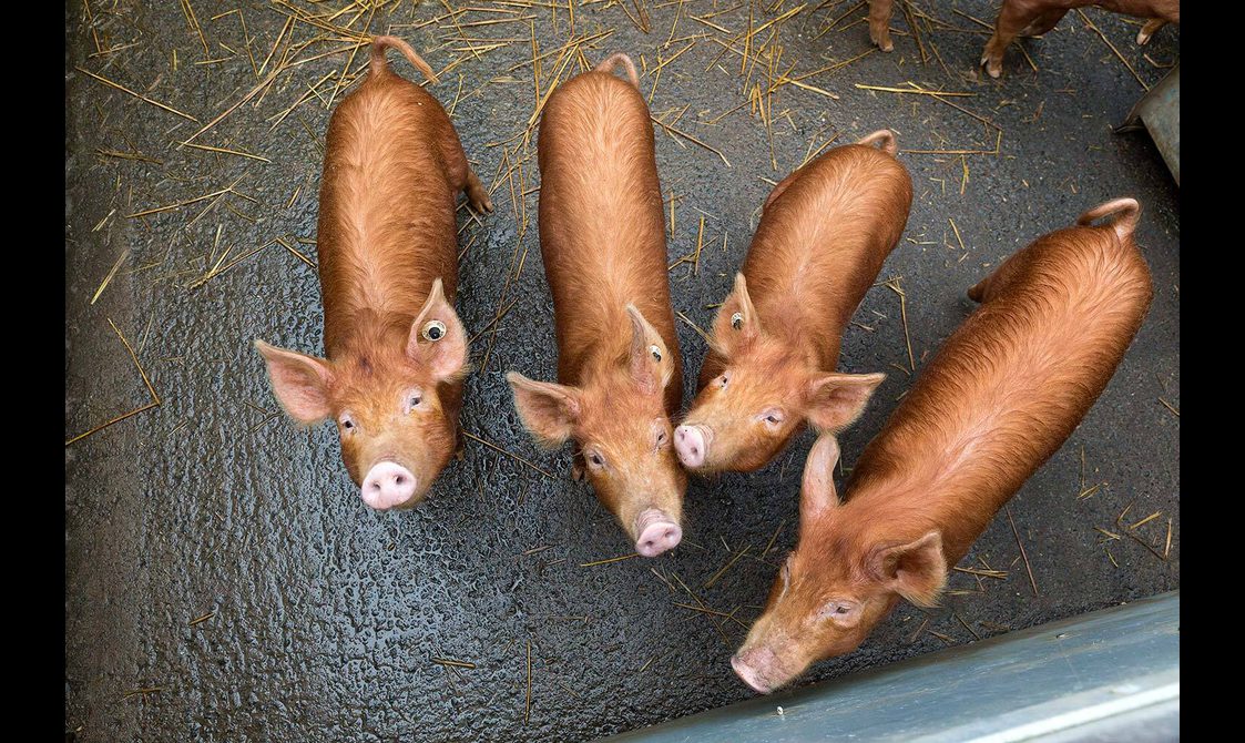 Looking down on four Tamworth piglets in a pig sty.