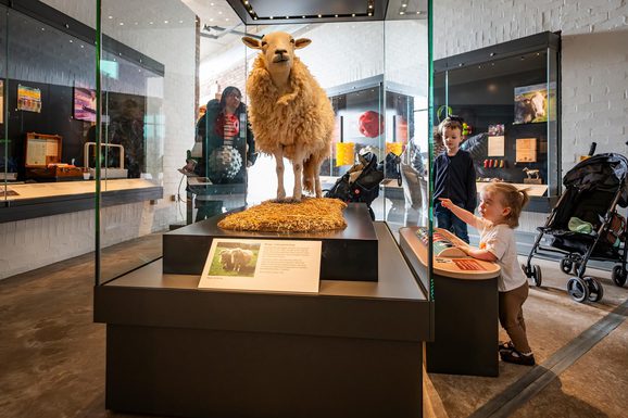 A family with two young children look at a taxidermy sheep on display in a case in a museum gallery.