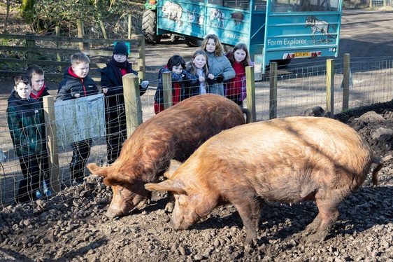 A group of five school children standing behind the fence of a sty, looking at two Tamworth pigs.