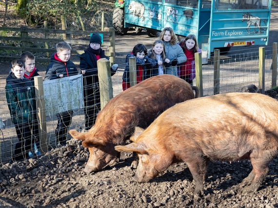A group of five school children standing behind the fence of a sty, looking at two Tamworth pigs.