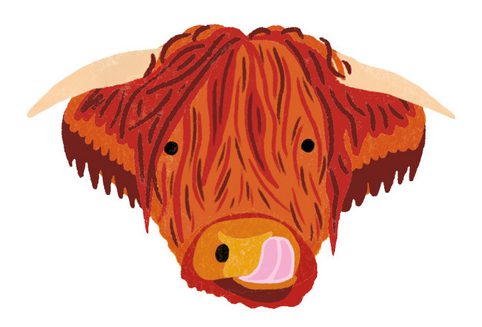 Cartoon illustration of the head of a highland cow sticking its tongue out.