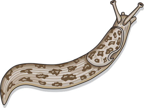 An illustration of a brown slug with brown spots.