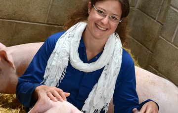 A curator sits petting some pigs in a pen.