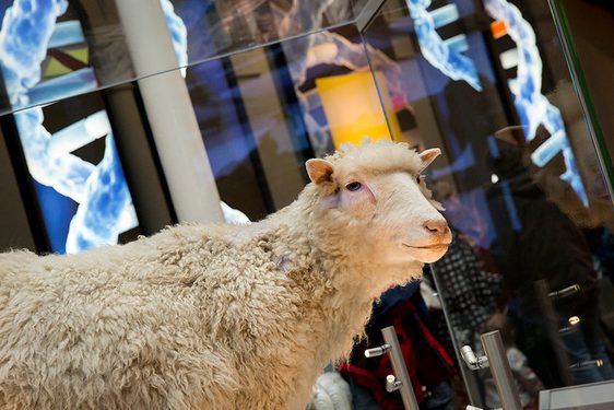 A sheep on display in a glass case, in a science-themed gallery.