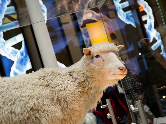A sheep on display in a glass case, in a science-themed gallery.