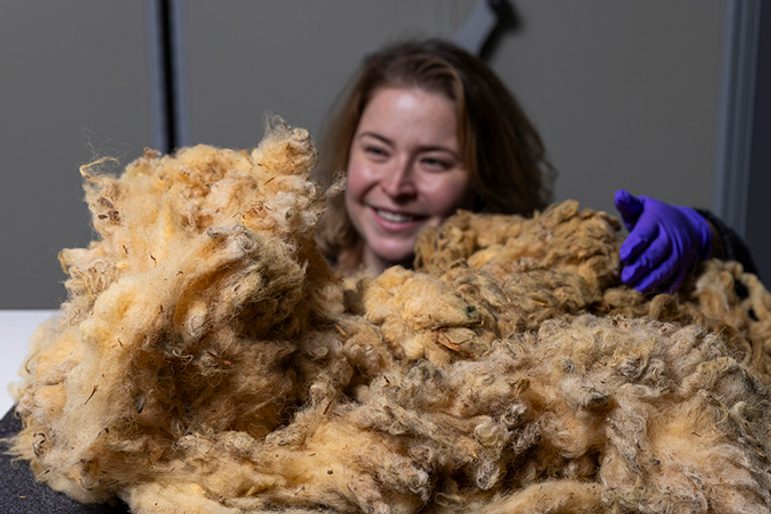 A museum curator with purple gloves handling a large yellow fleece.