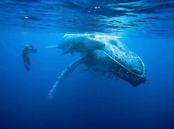 An underwater photographer swims next to a Humpback whale.
