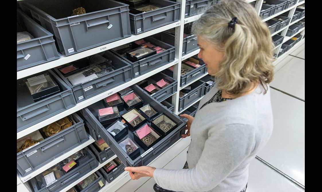 A curator in a collection store pulling out a tray of geology specimens.