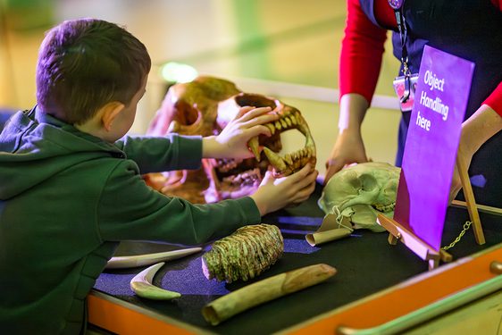 A child touches an animal skull on an object handling station in the museum.