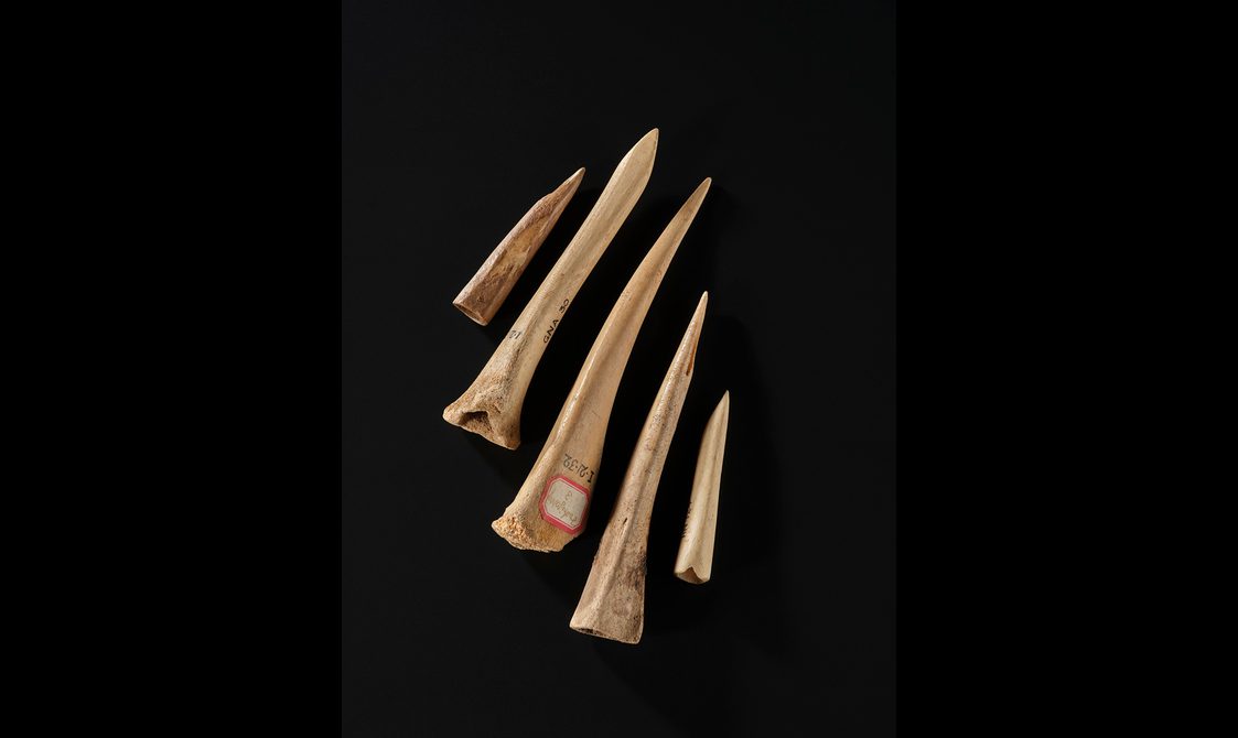 Five bone spear tips that have been sharpened into points