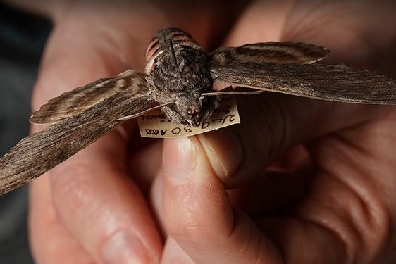 A pair of hands holding a preserved Convolvulus Hawk Moth.