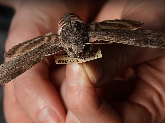 A pair of hands holding a preserved Convolvulus Hawk Moth.