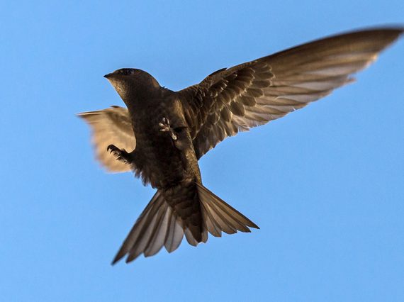 A small brown Common Swift flying against a blue sky.