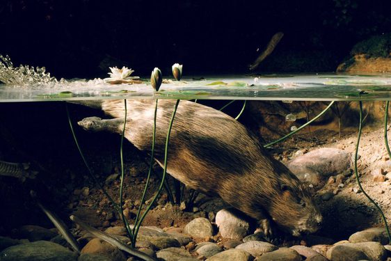 A model of a European Beaver underwater in a wildlife diorama.