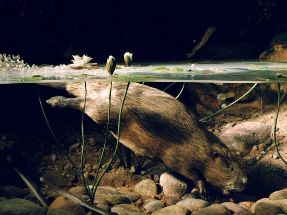 A model of a European Beaver underwater in a wildlife diorama.