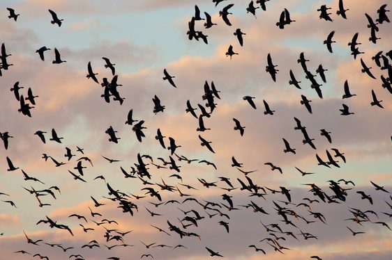 A flock of geese flying in the sky.