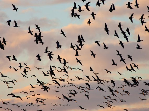 A flock of geese flying in the sky.