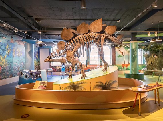 A model of a stegosaurus skeleton standing in the middle of a colourful museum gallery.