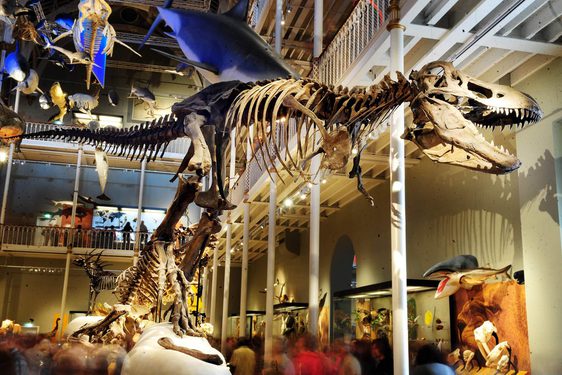 The skeleton of a tyrannosaurus rex on display in a multi-storey museum gallery.