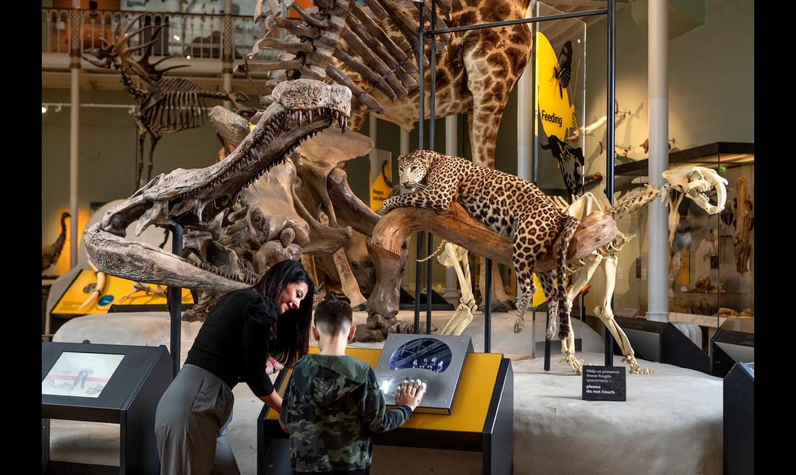 A mother and son interact with a museum display in front of a group of taxidermy models and animal skeletons. A leopard sits on a tree branch next to the skull of a crocodile.