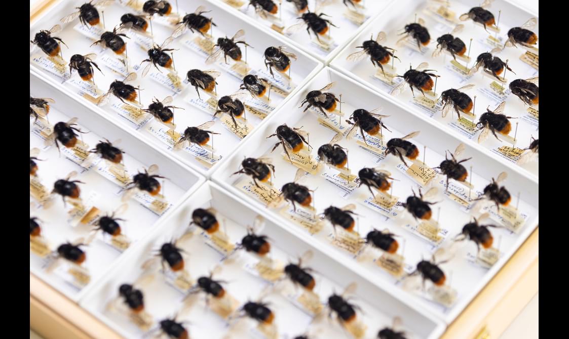 Catalogued specimens of bees in wooden frame box