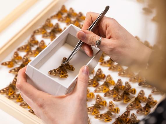 A curator uses forceps to place a butterfly specimen in a small storage box.