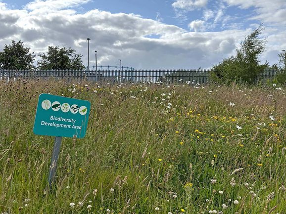 A patch of land with overgrown grass. There is a sign that reads 'Biodiversity Development Area'