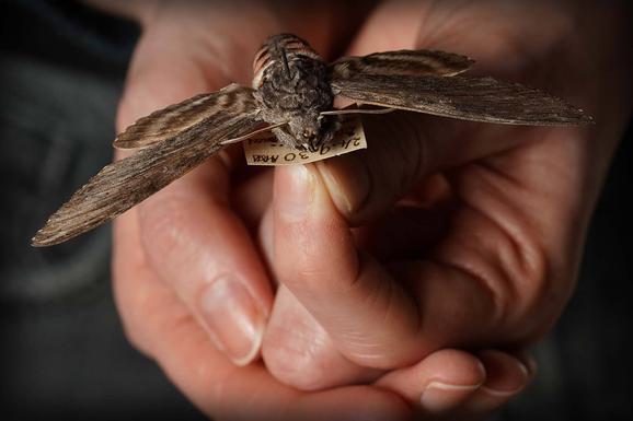 A moth specimen being held by a curator.