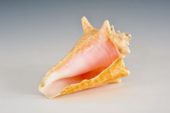 Large conch shell with a tan, spikey exterior and a soft pink interior.