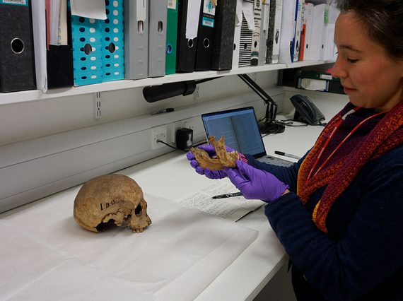 A curator examining the lower jaw of an archaeological skull specimen in a laboratory.