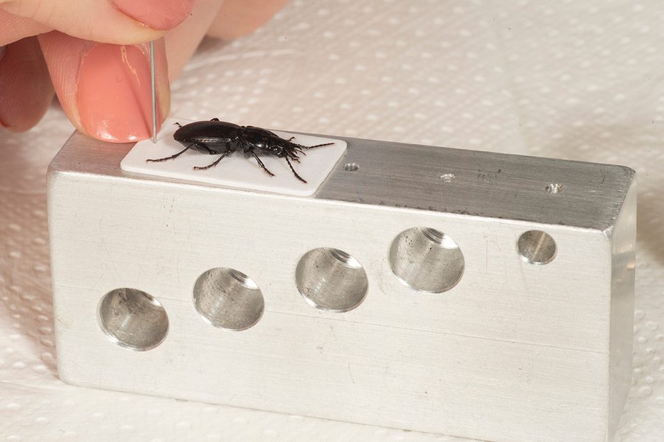 Example of card mounting a specimen for preservation.