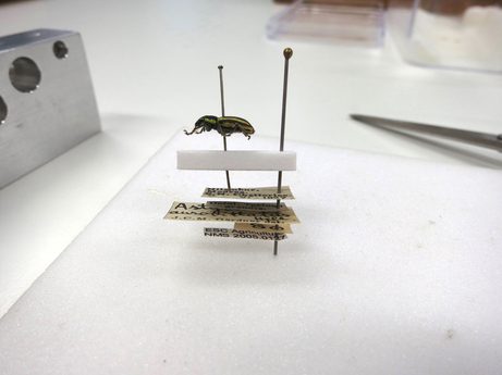 After cutting the pin and re-staging the specimen