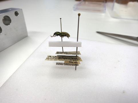 After cutting the pin and re-staging the specimen