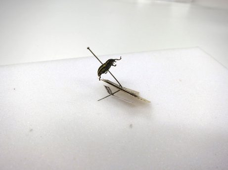 Beetle specimen on a bent pin