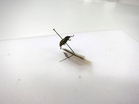 Beetle specimen on a bent pin