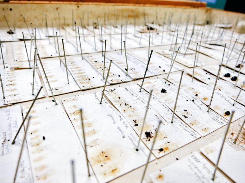 A tray of debris of entomology specimens.