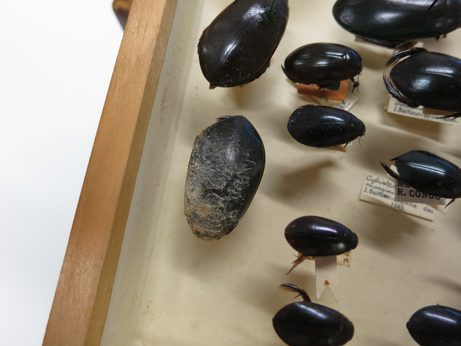 Close-up of a moudly beetle specimen in a storage drawer.
