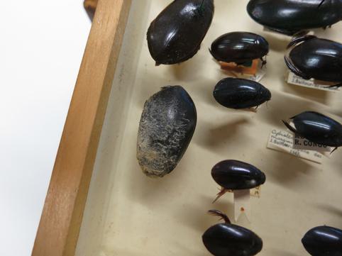 Close-up of a moudly beetle specimen in a storage drawer.