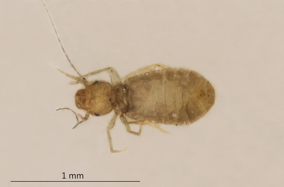 Example of a booklice specimen