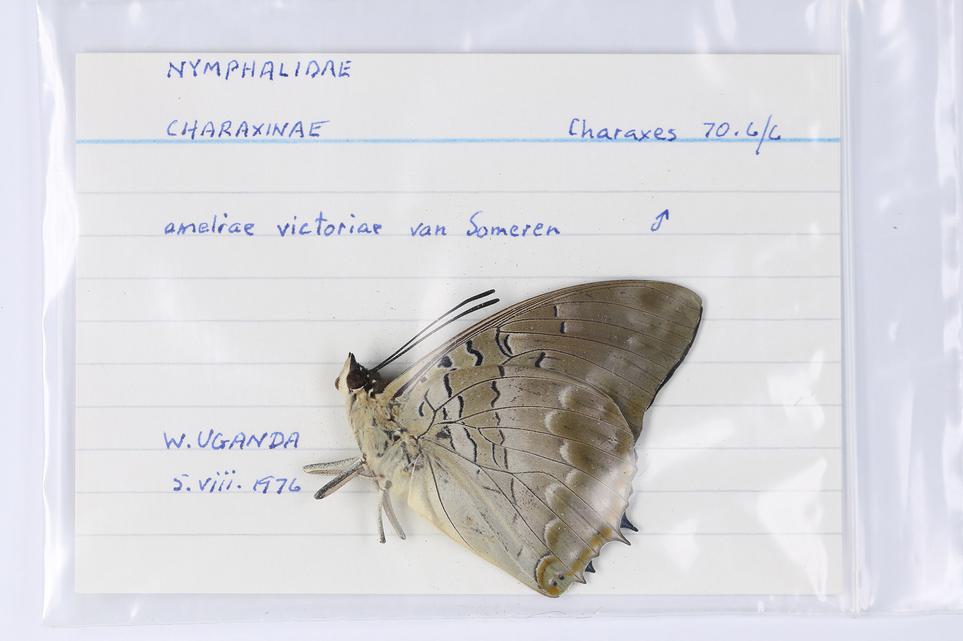 A butterfly specimen on a piece of card in a plastic envelope.