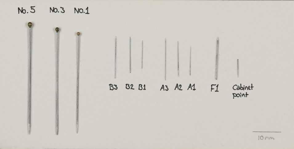 A series of pins of varying sizes used to pin entomological specimens