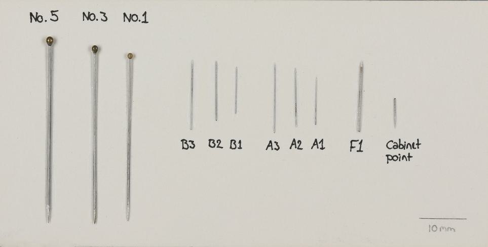 A series of pins of varying sizes used to pin entomological specimens