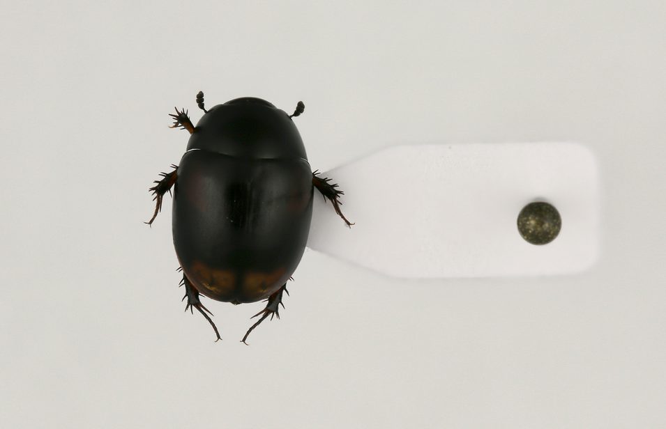 Example of card pointing a specimen for preservation.