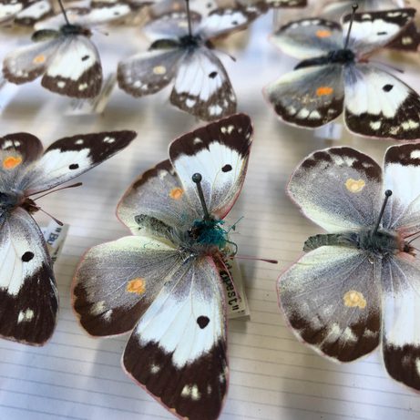 Butterfly specimen with severe case of verdigris