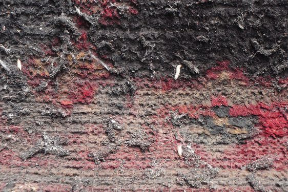 Close up of a textile object infected with pests.
