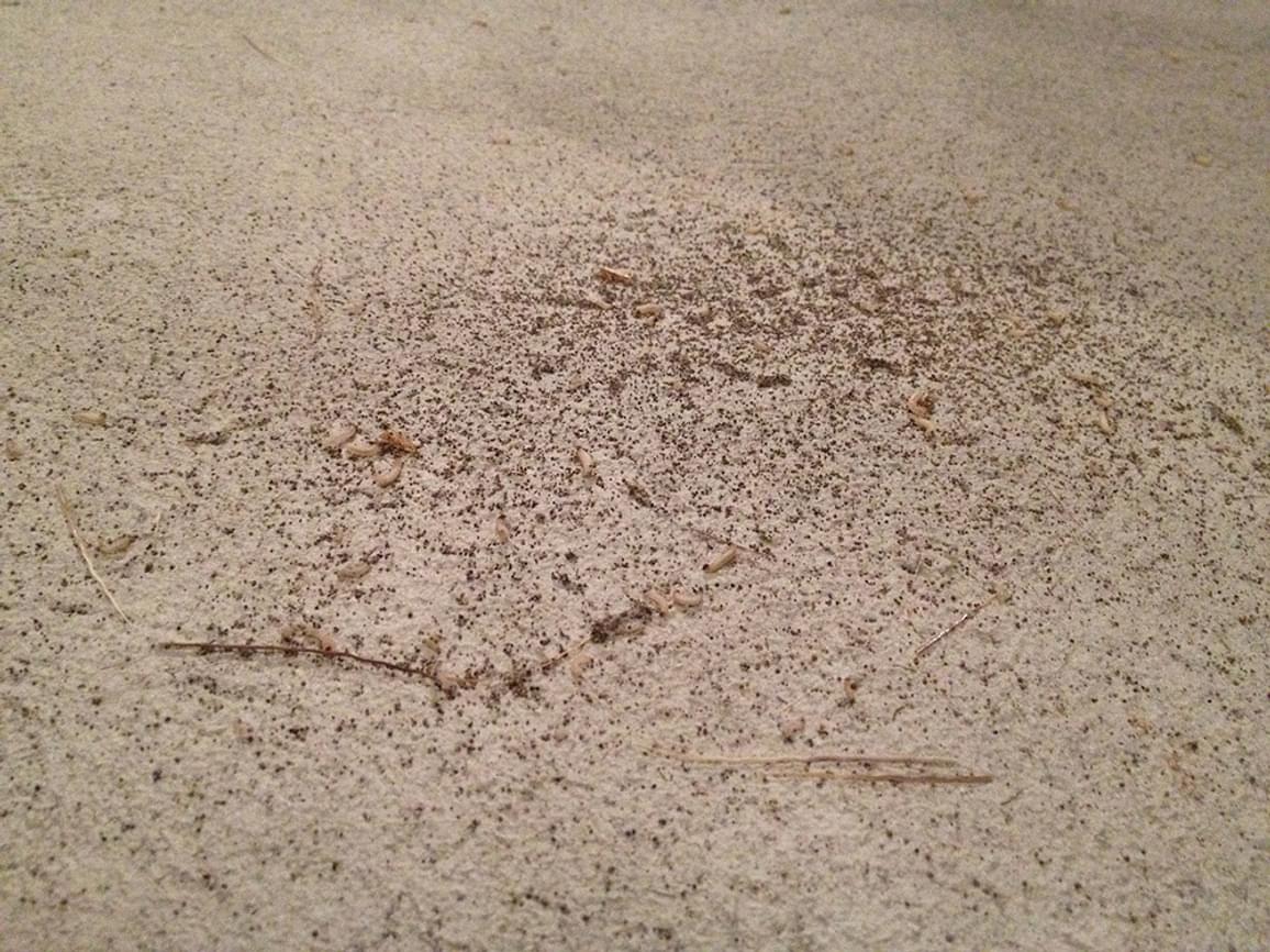 Close up of frass and larvae on the surface of a plinth