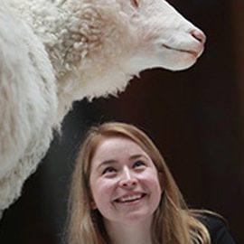 A curator looks up at Dolly the Sheep.