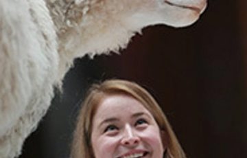 A curator looks up at Dolly the Sheep.