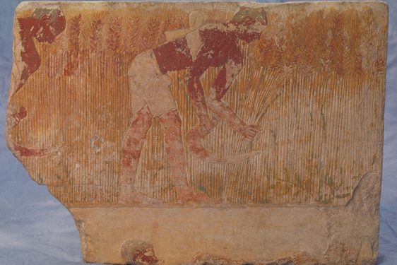 A fragment of a limestone carved relief from a tomb, showing two men bent over harvesting wheat with sickles. Coloured red and yellow in sections.